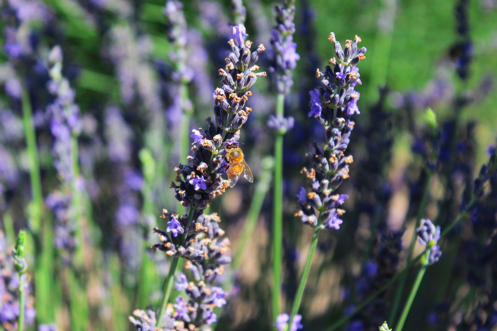 A bee visiting lavender flowers