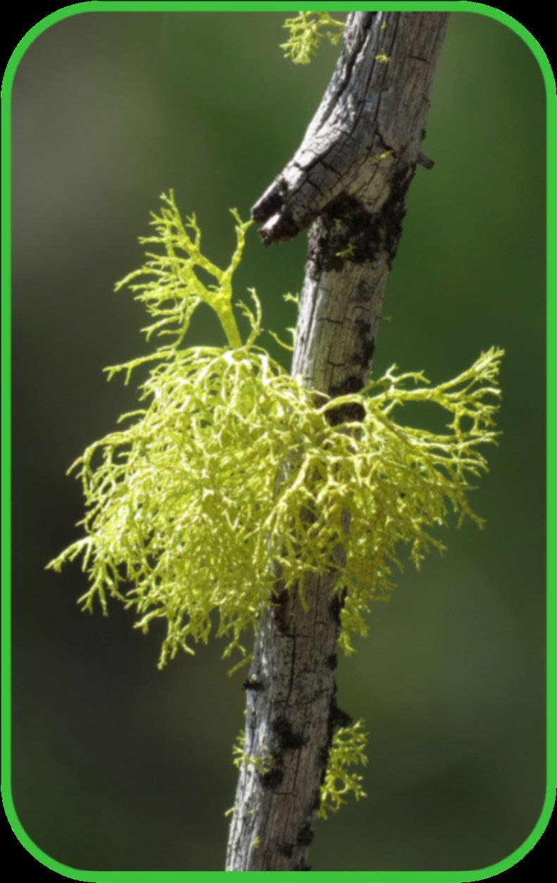 Bright yellow-green wolf lichen on a branch